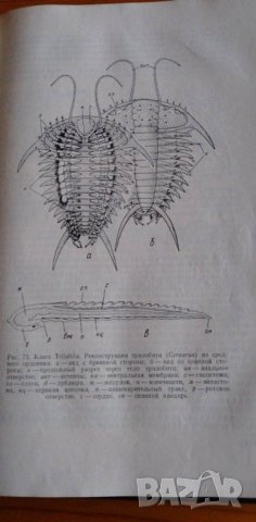 Палеонтология - Друщиц В.В., Обручева О.П., снимка 9 - Учебници, учебни тетрадки - 39079516