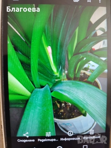 Кливия оранжева 2 големи растения, снимка 3 - Стайни растения - 47075644