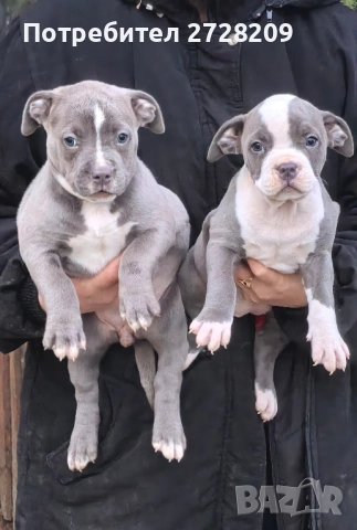 Американско Були Хл/American Bully XL , снимка 7 - Питбул - 52325603