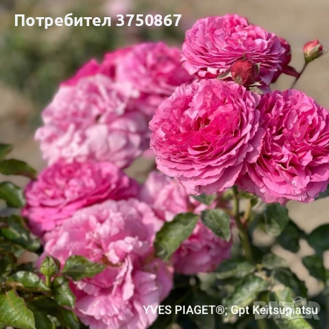 🌹РОЗА🌹 YVES PIAGET®; Gpt Keitsupiatsu 🌹, снимка 6 - Градински цветя и растения - 51135710
