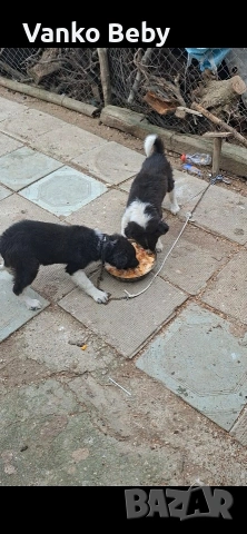 продават се две каракачанки кученца мъжко и женско но 2 месеца и 15 дена
