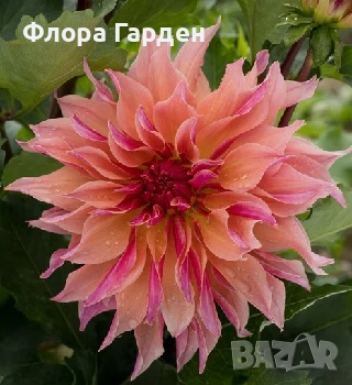 ДАЛИЯ - Глудки, снимка 15 - Сортови семена и луковици - 44793217