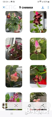 Продавам ризоми,грудки на колерии , снимка 2 - Стайни растения - 53948873