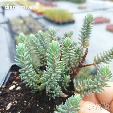 Седум „Син Смърч“, Sedum „Blue Spruce“, снимка 14 - Градински цветя и растения - 50843696