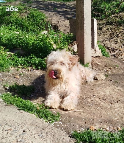 ирландски пшеничен териер , снимка 4 - Йоркширски териер - 54098900