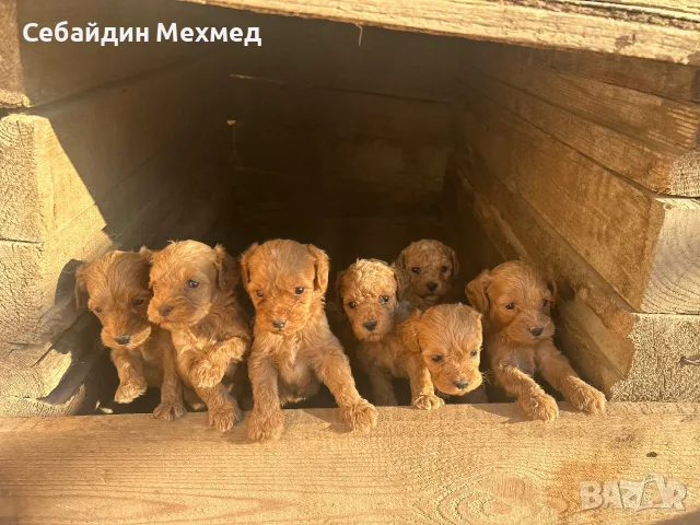 Малтипу-ваксинирани и обезпаразитени!