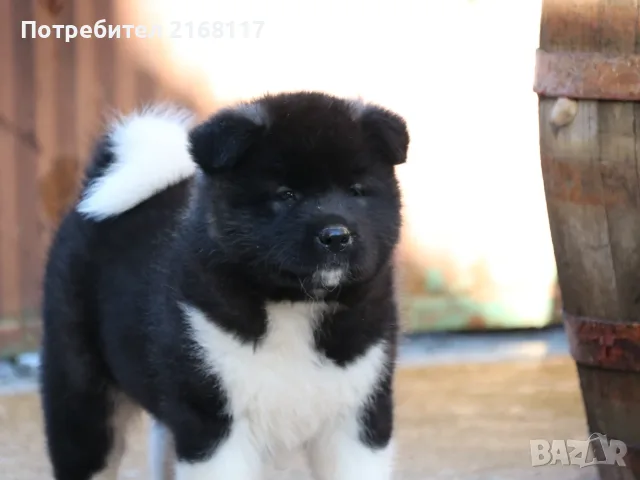 Американска акита кученца