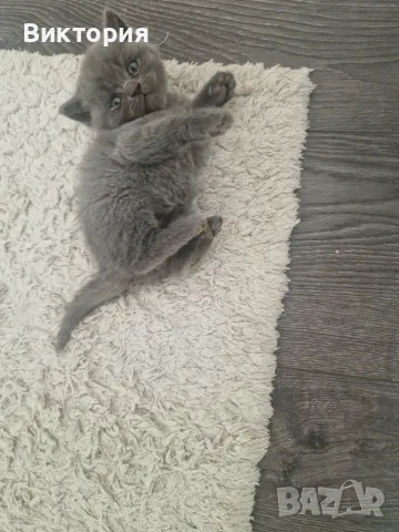 Клепоухи шотландки