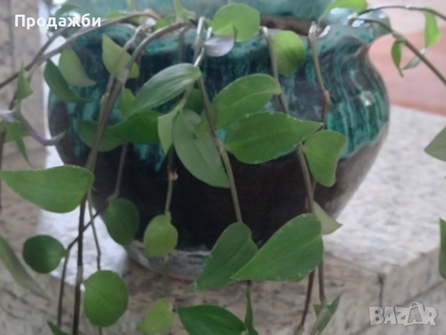 Красиво пълзящо стайно растение- Традесканция, снимка 3 - Стайни растения - 42036132