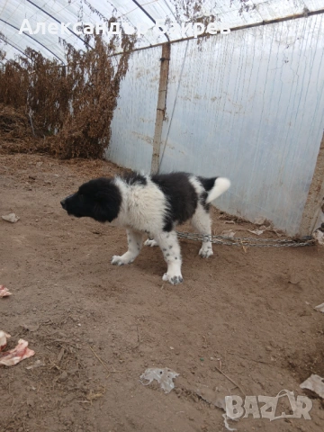 Каракачански кучета , снимка 6 - Каракачанска овчарка - 54327853