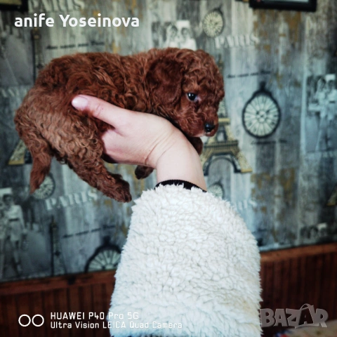 Продавасе Мини Пудел , снимка 2 - Пудели - 54132021