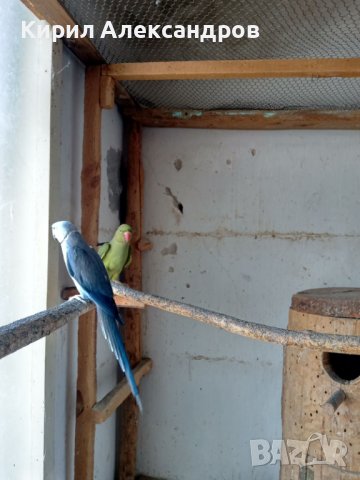 Продавам папагали малък Александър., снимка 5 - Папагали - 40129767