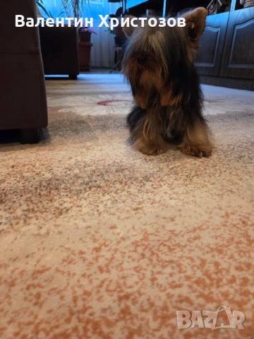 йорки йоркширски териер мини, снимка 2 - Йоркширски териер - 52354966