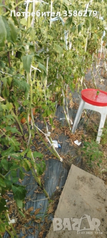 капан за тута абсолюта-доматен миниращ молец, снимка 3 - Оранжерии - 51696913