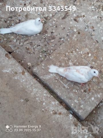 Продавам смеещи гугутки , снимка 2 - Гълъби - 51824886