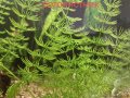  Растения за аквариум, снимка 1 - Аквариуми - 26045222