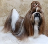Кученца Ши Тцу /SHIH TZU FCI pedigree , снимка 3