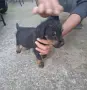 Кучета ягдтериери, снимка 2