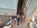 Неми мускусни патки на 6 месеца., снимка 1