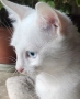 коте, бяло, сини очи, 5 мес., снимка 2