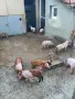 Свободни малки прасенца , снимка 1
