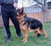 немска овчарка, снимка 1