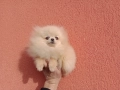 Мини Померан. Миниатюрно момиче. Реални снимки от 17.12.25 г, снимка 2