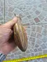 Американска бронзова барутница - 20, снимка 5