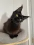 Мейн-куун котка, снимка 2