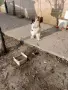 яйца от колумбийска брама , снимка 6