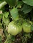 Предлагам разсад стари български сортове домати, снимка 8