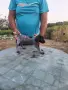 Млади курцхаарчета ., снимка 2