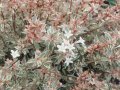 Абелия/ Abelia x grandiflora 'Confetti', снимка 4