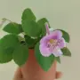 комплект от 5 растения , снимка 4