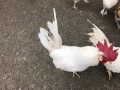 Домашни Петли, Кокошки, 8-18 месеца ., снимка 4