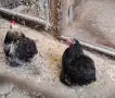 Продавам чифт мини кохин, снимка 2