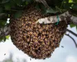 БЕЗПЛАТНО прибиране на рояци пчели във Варна, снимка 3