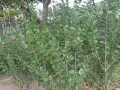 Вечнозелен лигуструм, снимка 1