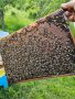 Пчелни отводки система Дадан Блат за 2024г, снимка 1