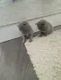 Клепоухи шотландки, снимка 5