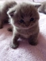 Британски котенца, снимка 7
