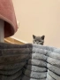Британска късокосместа котка - мъжка, снимка 7