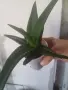 Алое зелено.Топ обява, снимка 2