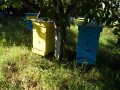 Пчелен мед на едро, директно от производител, реколта 2023 , снимка 8