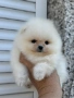 Уникален женски Мини Померан с родословие, снимка 3