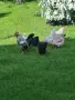 Домашни яйца..., снимка 7