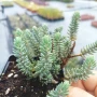 Седум „Син Смърч“, Sedum „Blue Spruce“, снимка 14