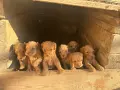 Малтипу-ваксинирани и обезпаразитени!, снимка 1