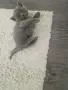 Клепоухи шотландки, снимка 1