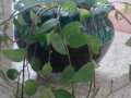 Красиво пълзящо стайно растение- Традесканция, снимка 3